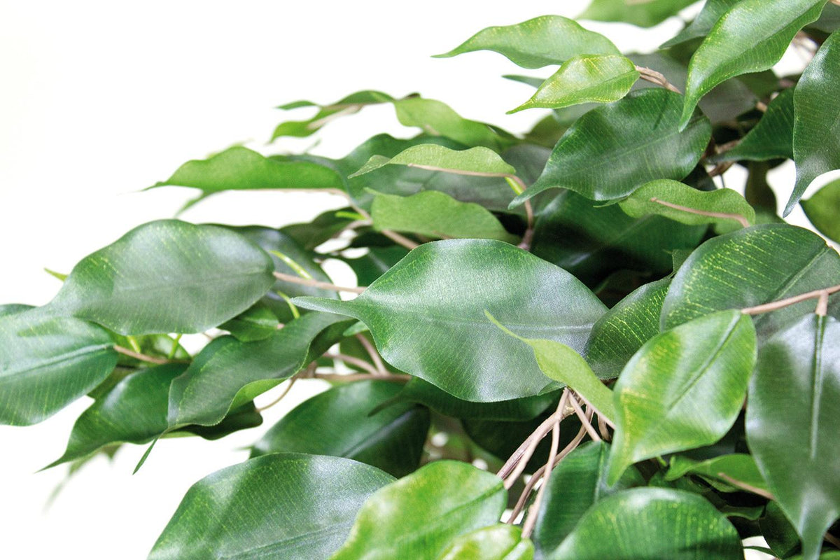 FICUS EXOTICA DELUXE, 180 cm  Kingplanters