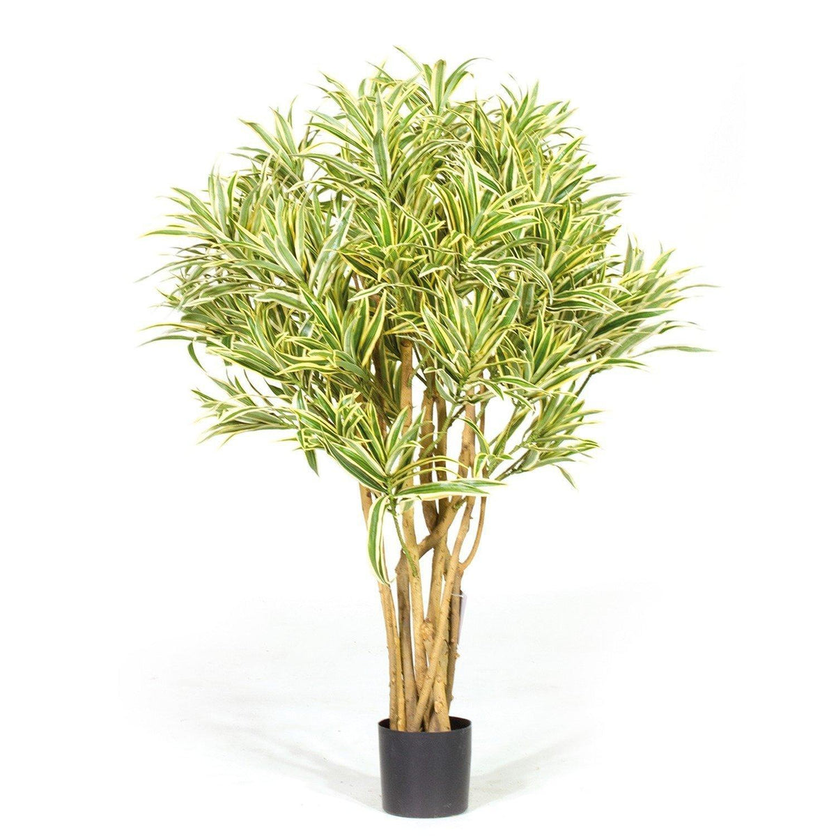 reflexa dracaena DRACAENA REFLEXA , 100 cm – Kingplanters