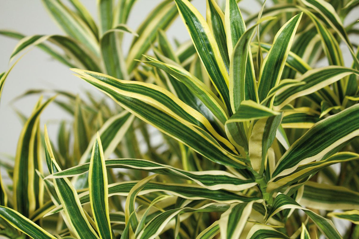 dracaena reflexa lam. DRACAENA REFLEXA , 100 cm – Kingplanters
