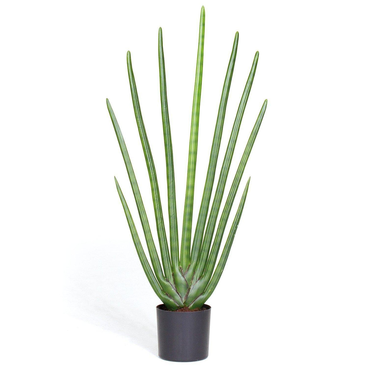 sansevieria handshake SANSEVIERIA CYLINDRICA artificial plant, 80 cm