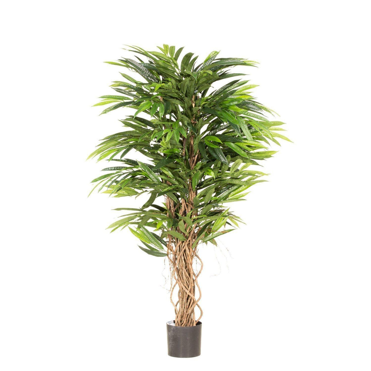 LONGIFOLIA LIANE, 150 cm