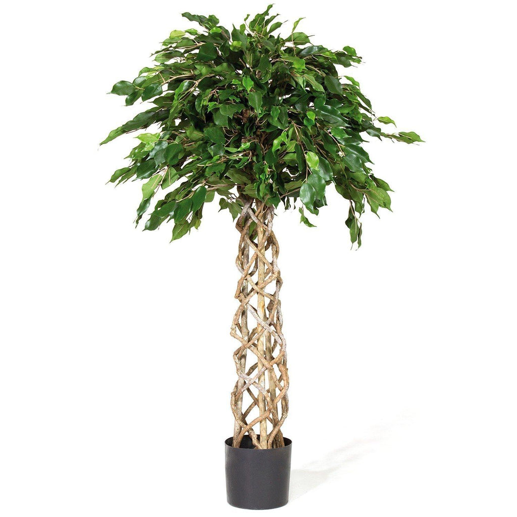 FICUS EXOTICA BOL, 150 cm