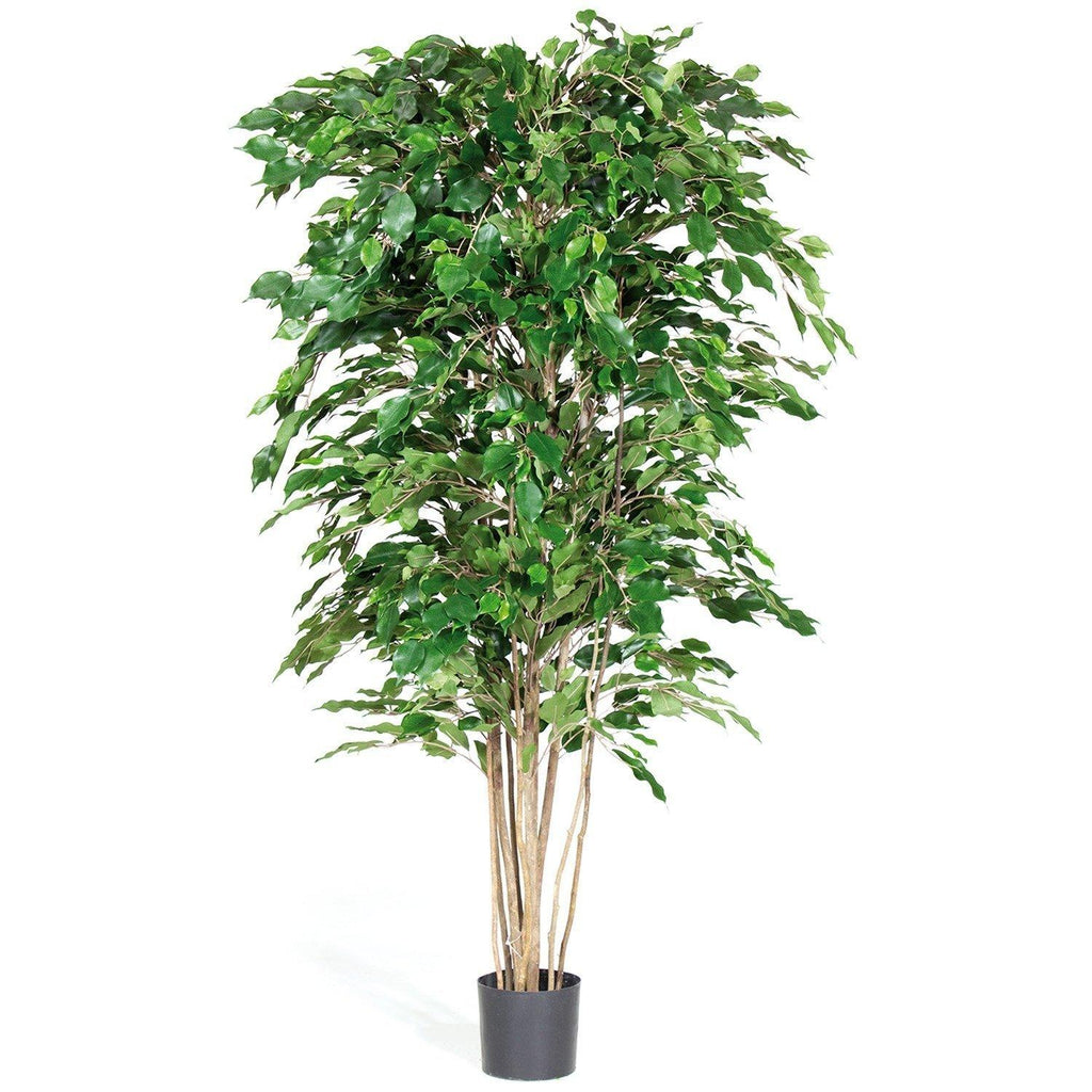 FICUS EXOTICA DELUXE, 180 cm