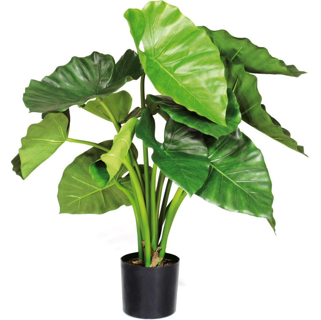 ALOCASIA CALIDORA , 60 cm