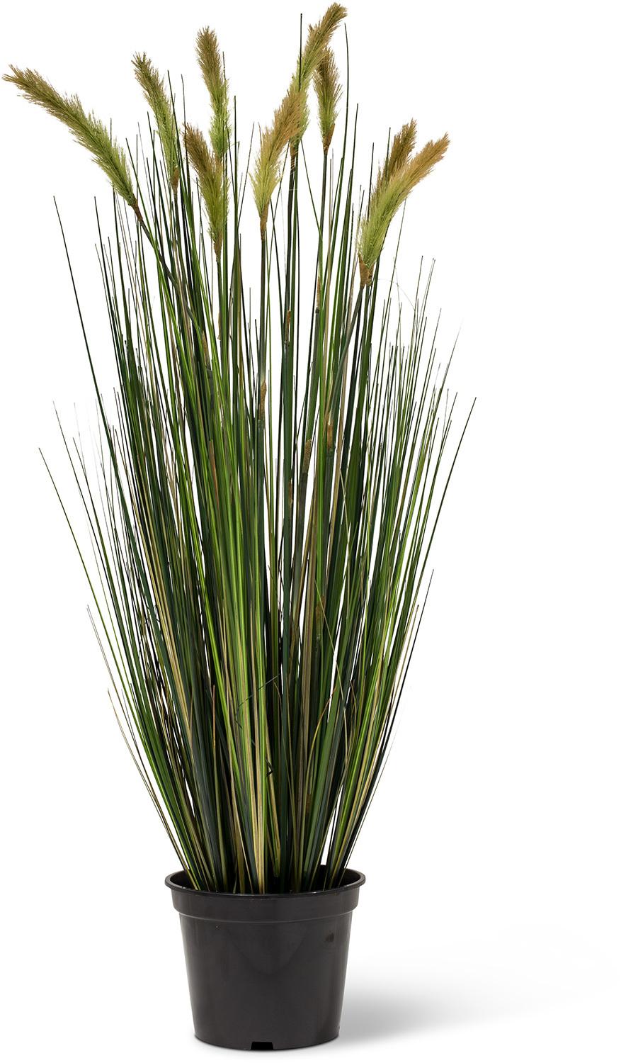 FOXTAIL GRAS, 90 cm