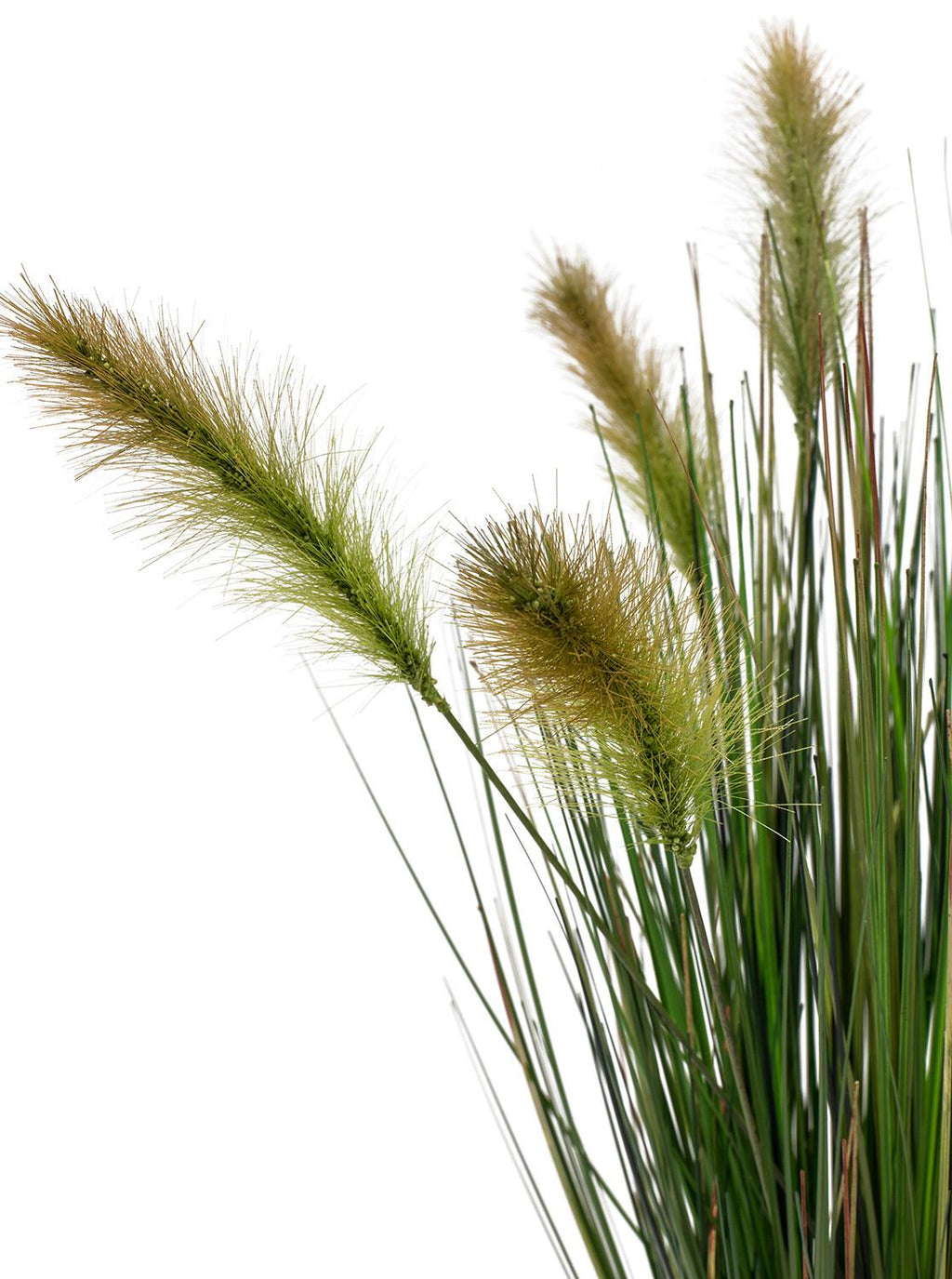 FOXTAIL GRAS, 120 cm