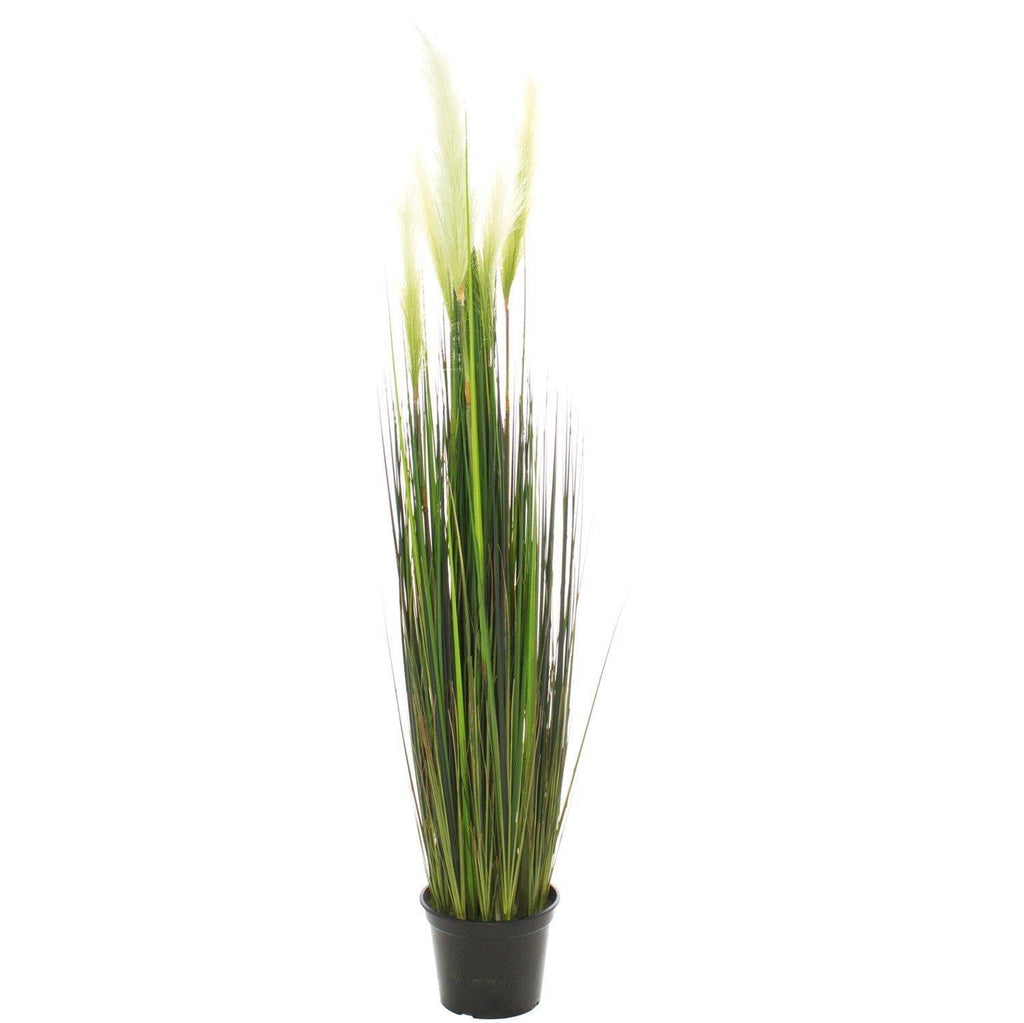 CATTTAIL (TYPHA), 122 cm