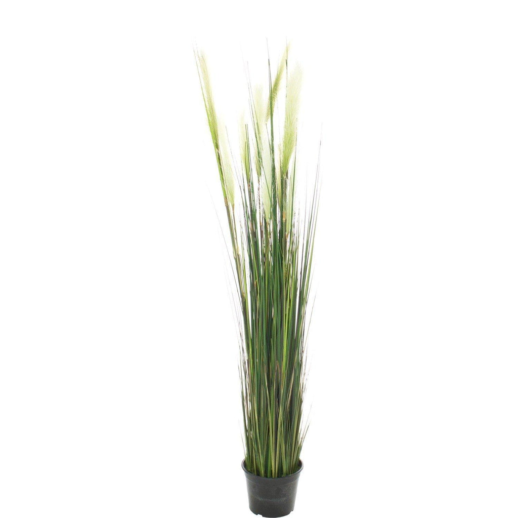 CATTTAIL (TYPHA) , 152 cm