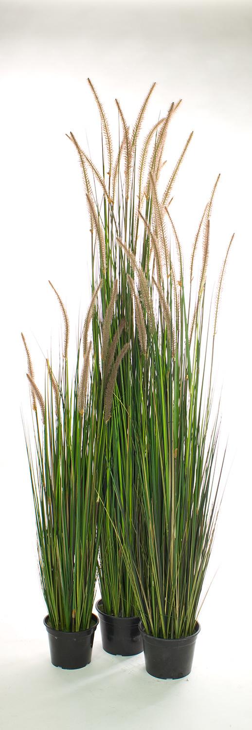 ERBA DI CIPOLLA 122 cm