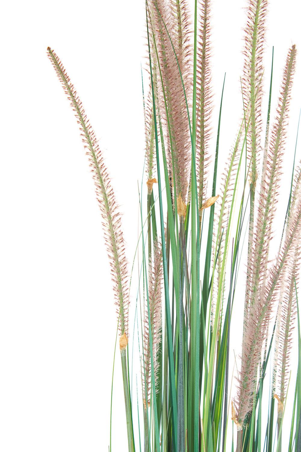 ONION GRASS  122 cm