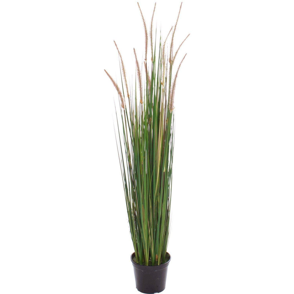 ONION GRASS  122 cm