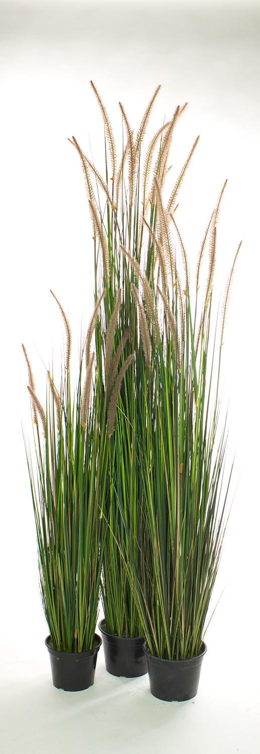 ONION GRASS 152 cm, beige