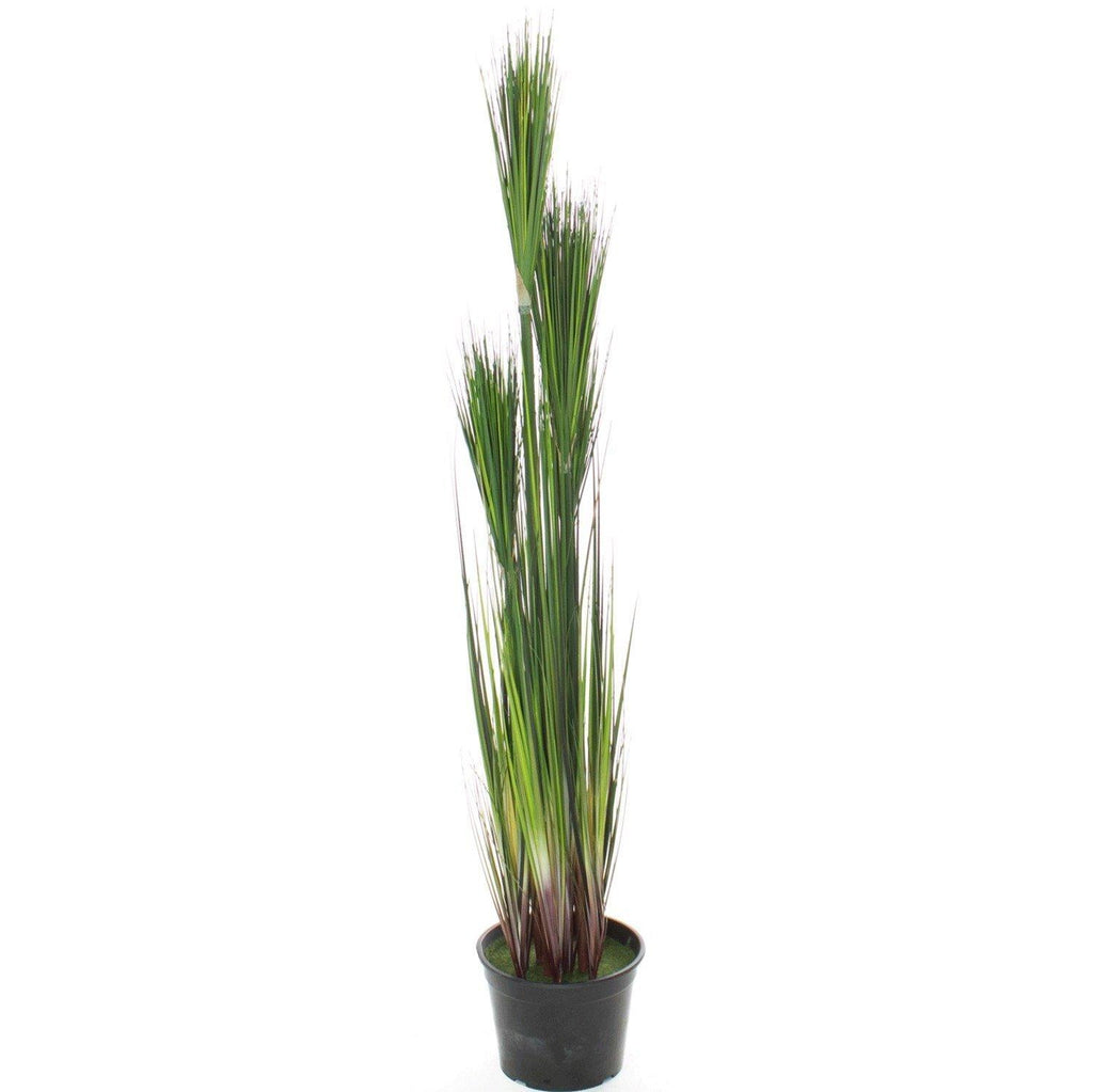 ONION GRASS, 122 cm