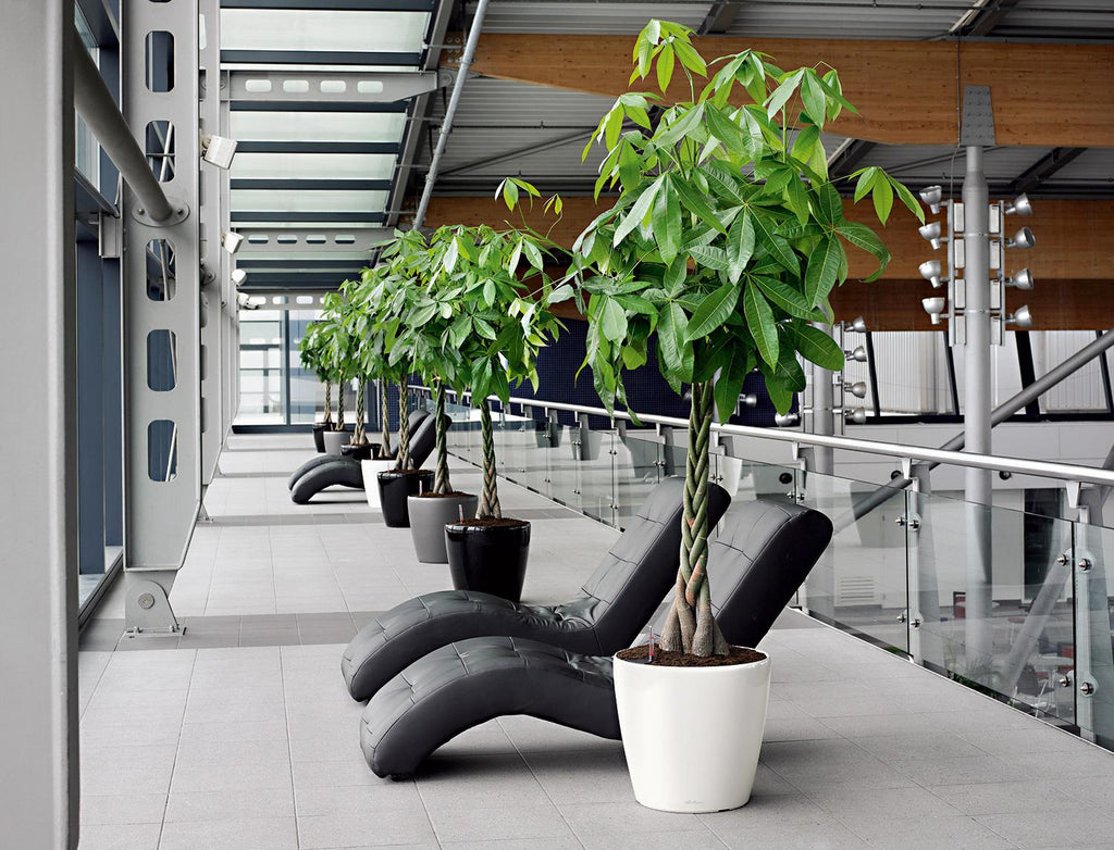 CLASSICO LS planter, 50/47 cm, white