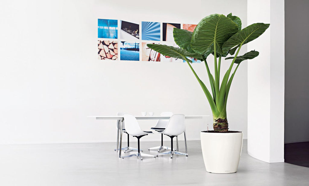 CLASSICO LS planter, 50/47 cm, white