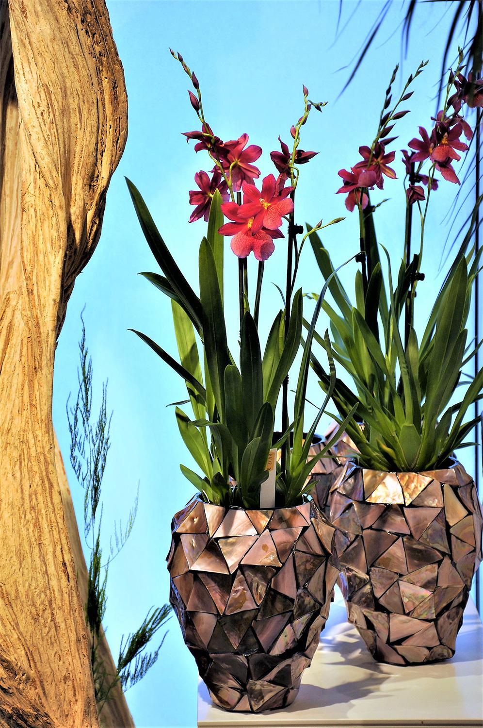 SHELL orchid planter, 17/24 cm, brown mother of pearl