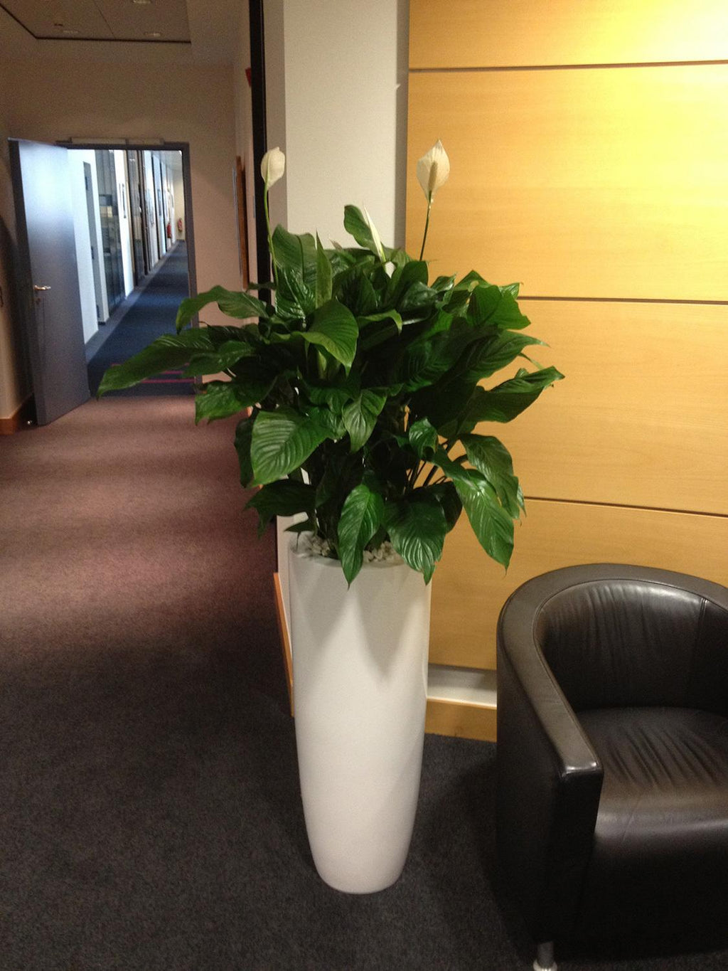 PREMIUM PANDORA planter, 35/90 cm, white