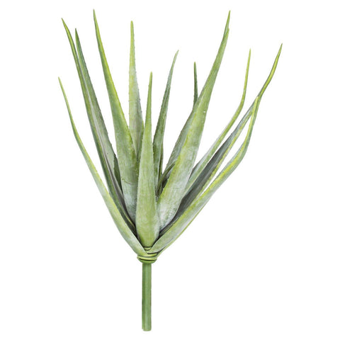 Aloe, 60 cm