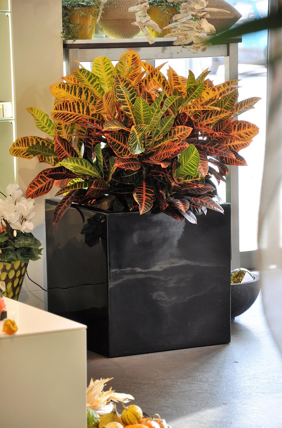 PREMIUM CUBUS Pflanzgefäß, 60x60/60 cm, schwarz
