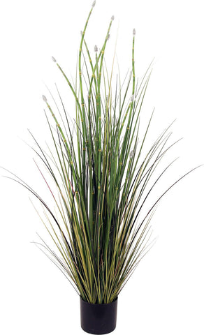 HORSETAIL, 120 cm