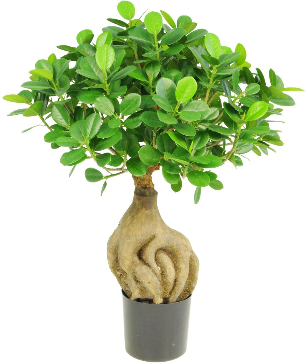 ficus panda bonsai tree FICUS PANDA BONSAI, 45 cm – Kingplanters