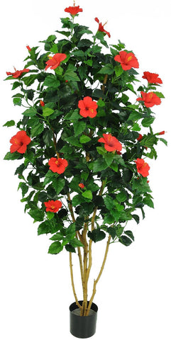 HIBISKUS EXTRA, 175 cm