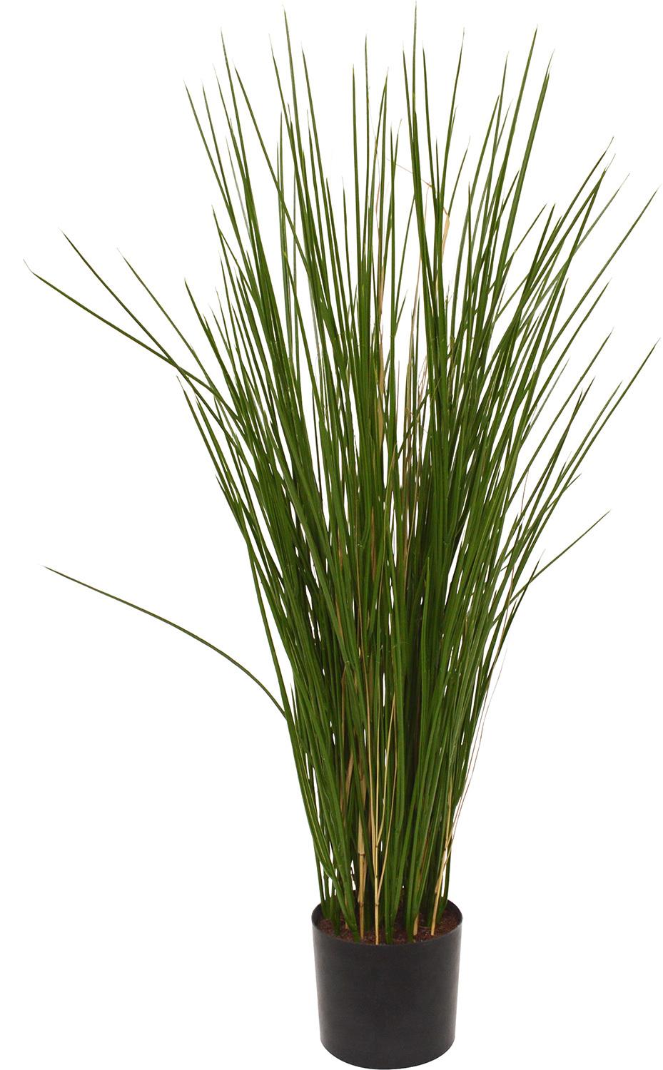 HONIGGRAS, 80 cm