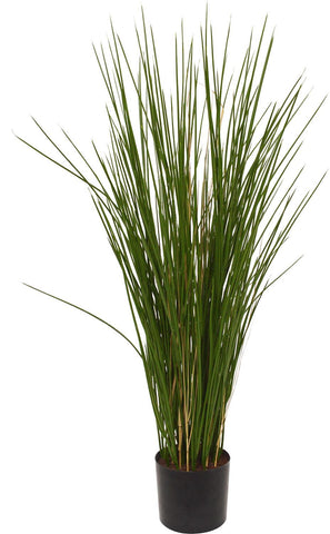 HONIGGRAS, 80 cm