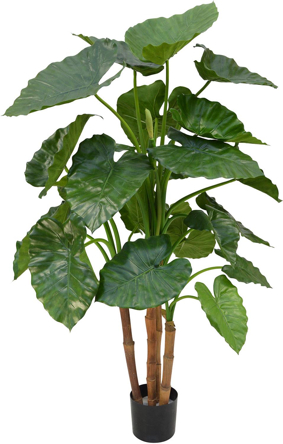 ALOCASIA CALIDORA DELUXE, 125 cm