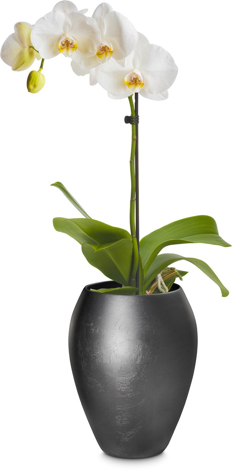 ROYAL orkideplanter, 17/24 cm, champagner rosé